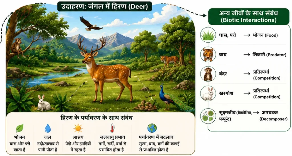 पारिस्थितिकी (Ecology) का उदाहरण जिसमें हिरण का उसके प्राकृतिक आवास, पर्यावरण और अन्य जीवों के साथ संबंध दिखाया गया है।